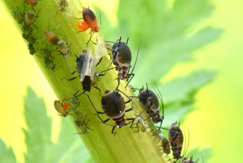 Réf. 232 948 : Metopeurum fuscoviride